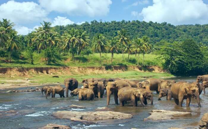 Exhilarating Things To Do In Pinnawala Sri Lanka On A Trip