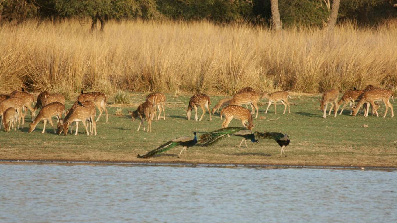 Ranthambore