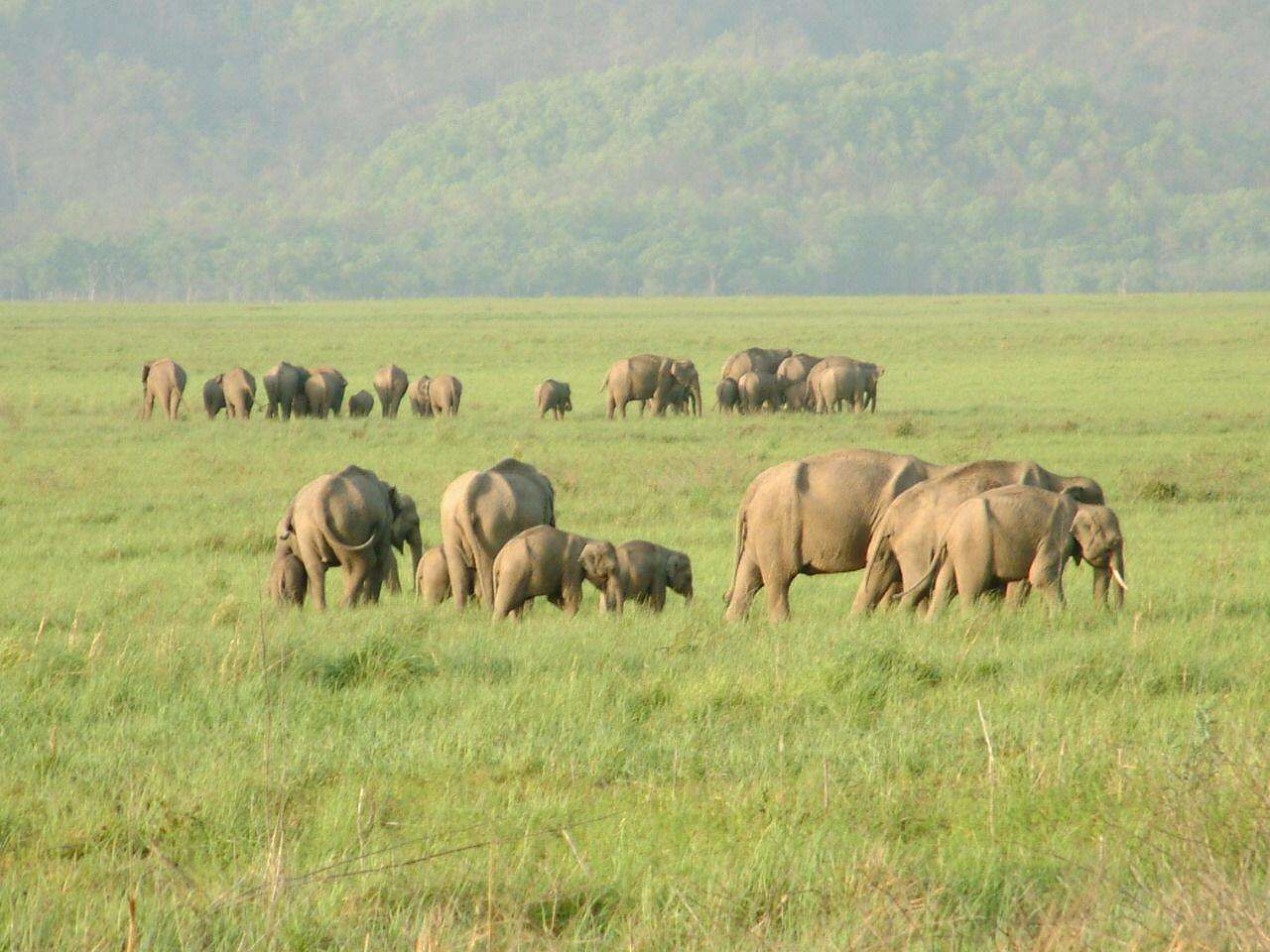 Rajaji National Park