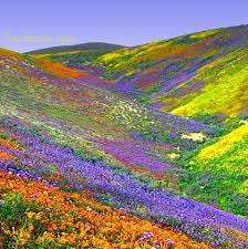 Valley Of Flowers