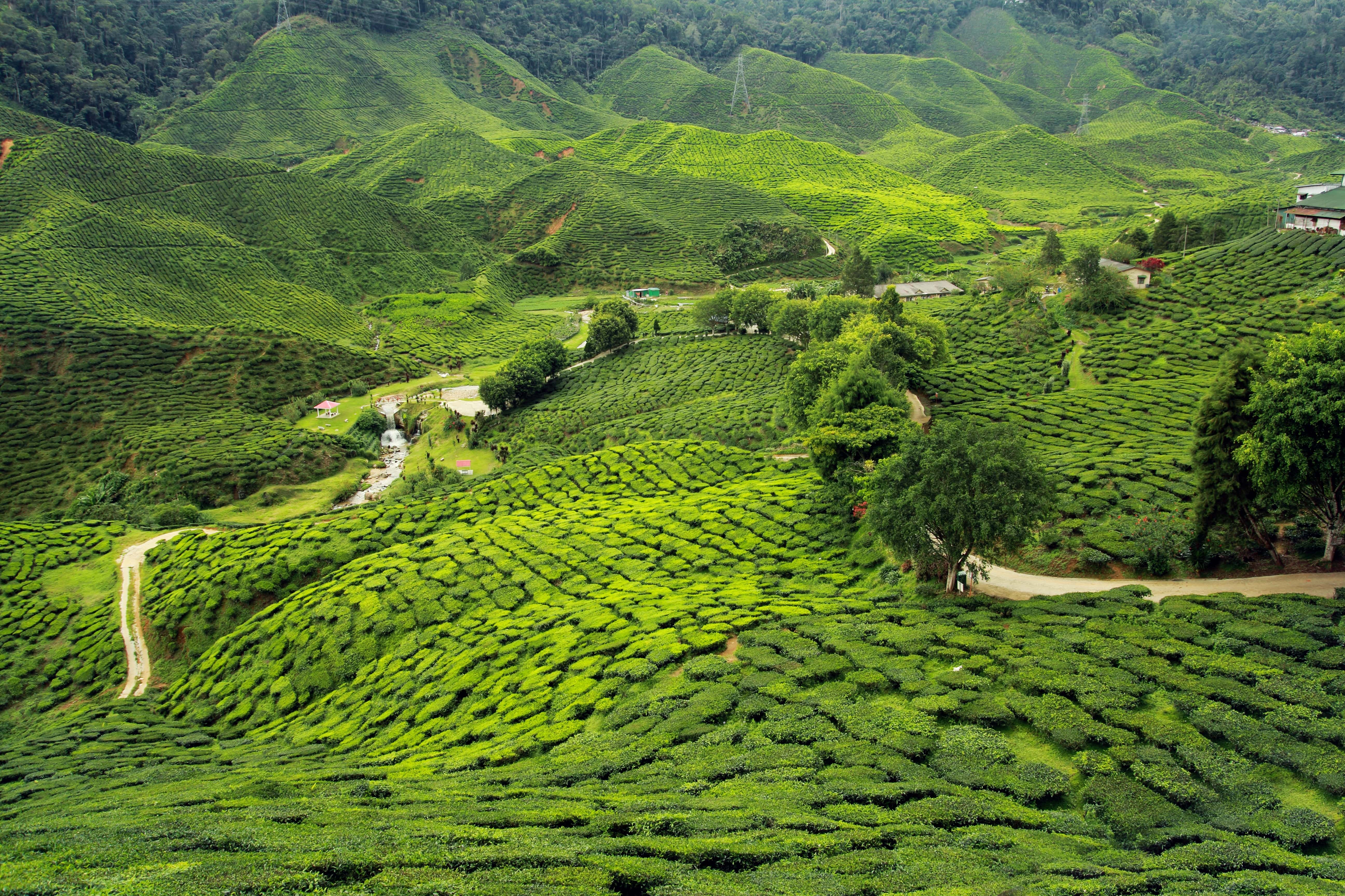 Darjeeling