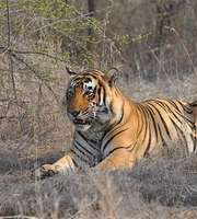 Adventurous Ranthambore Tour Package