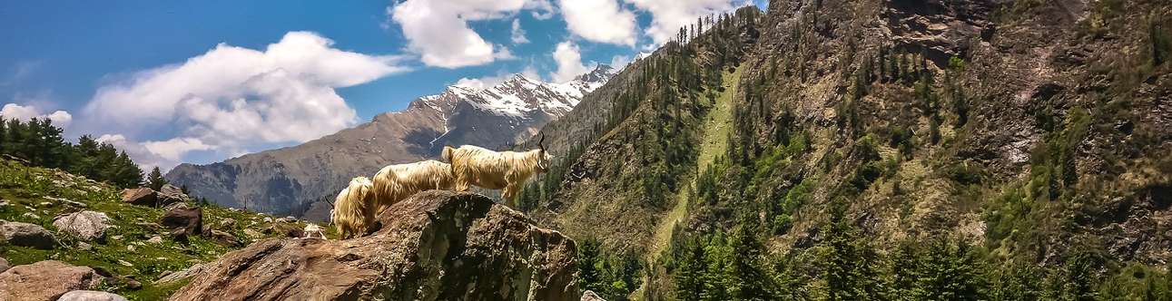 The beautiful Kheerganga trek