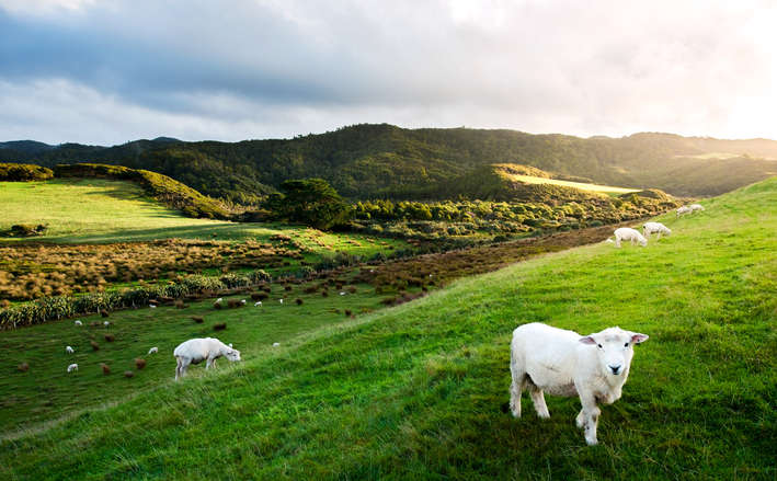 Exciting New Zealand Vacation Packages