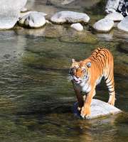 Exciting Jim Corbett National Park Tour Package