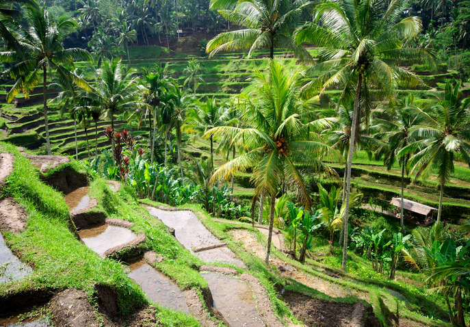 bali tour packages from surat