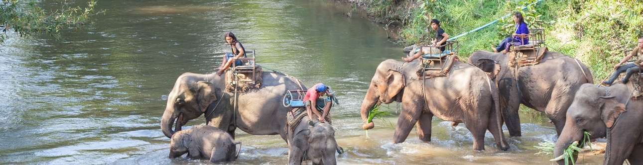 Visit the Elephant Jungle Sanctuary in Chiang Mai