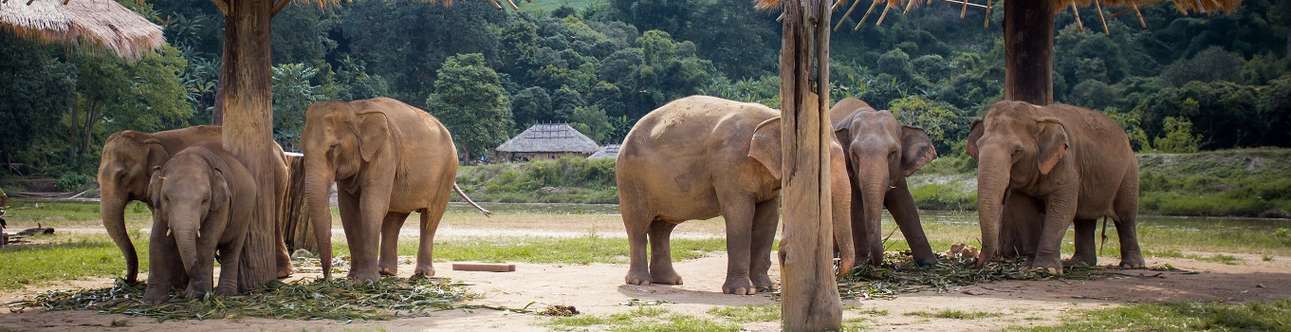 Visit the Elephant Nature Park in Chiang Mai