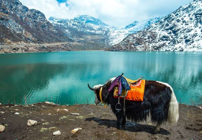 local tour packages in sikkim