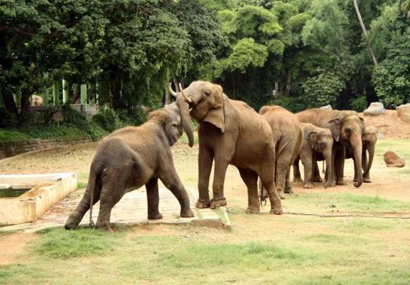 Elephants playing in Mysore Zoo 