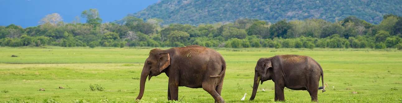 Visit the Minneriya National Park in Sigiriya