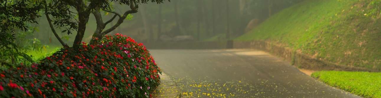 Visit the beautiful Hakgala Botanical Garden in Nuwara Eliya