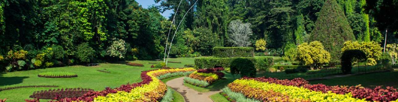 Visit the lovely Botanical Garden in Sri Lanka