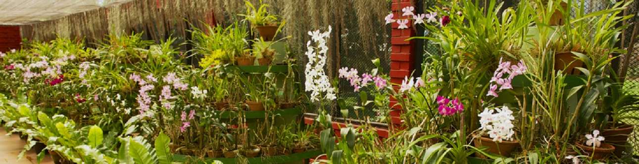 Visit the Spice Garden in Kandy, Sri Lanka