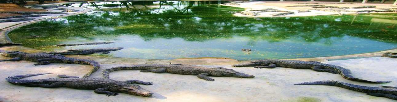 You will get to see countless of crocodiles of different species here 