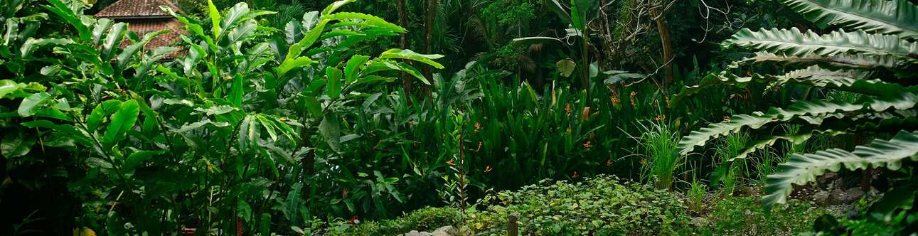 Tropical Spice Garden In Penang