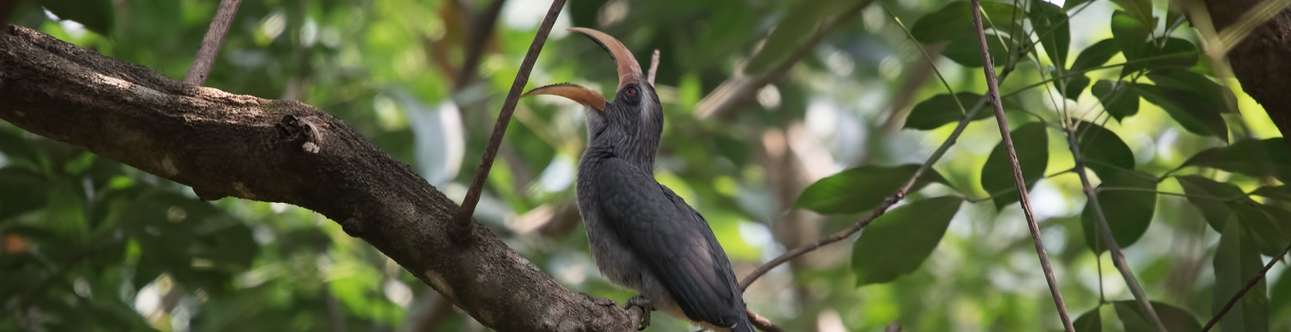 Kadalundi Bird Sanctuary In Kozhikode