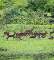 Bandipur National Park Safari Tour Package