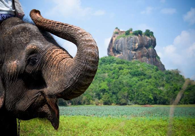Book A Fun-Filled Trip To Sri Lanka