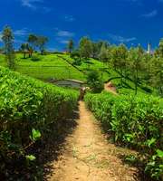 Euphoric Sri Lanka Packages From Ahmedabad