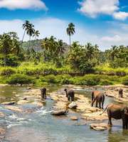 Embark On A Memorable Trip To Sri Lanka