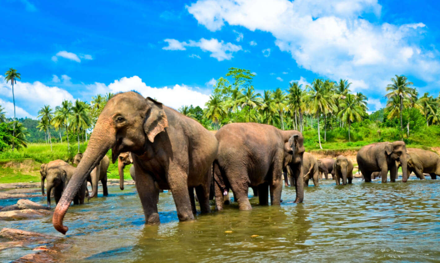Sri Lanka Honeymoon Package With Jeep Safari