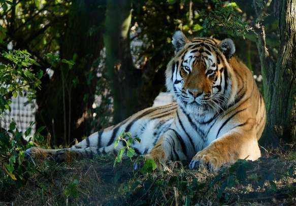 Get close to the Royal Bengal Tiger during your Jim Corbett trip
