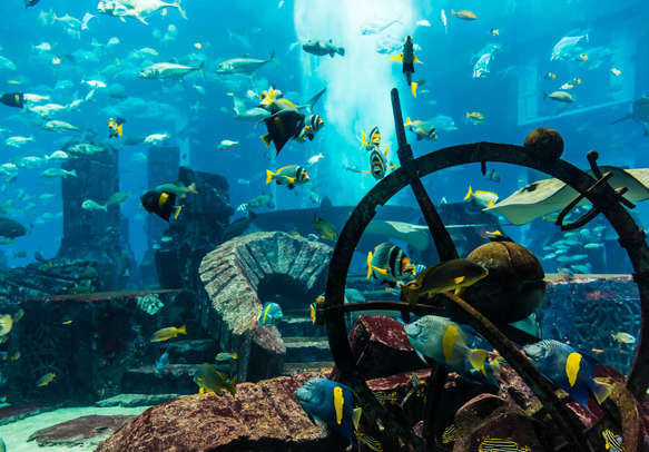 Witness the amazing marine life at Dubai Aquarium