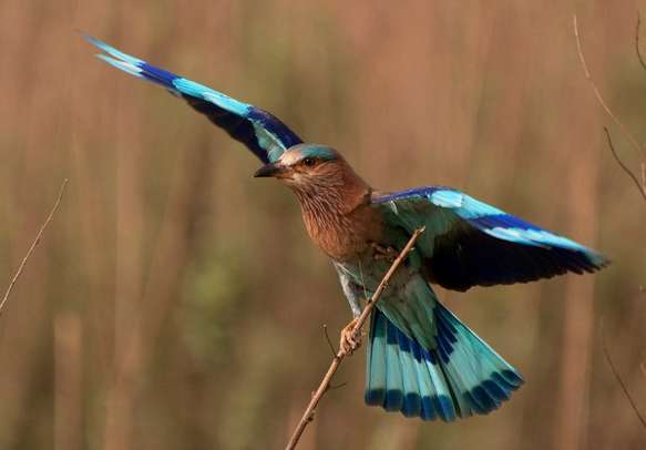 Bird lovers too will be left awe-struck in Jim Corbett 