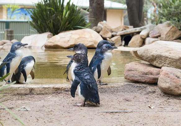 Create the best memories on this Australia trip by spotting penguins.
