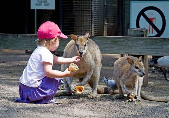 Feed kangaroos on your holiday in Australia.