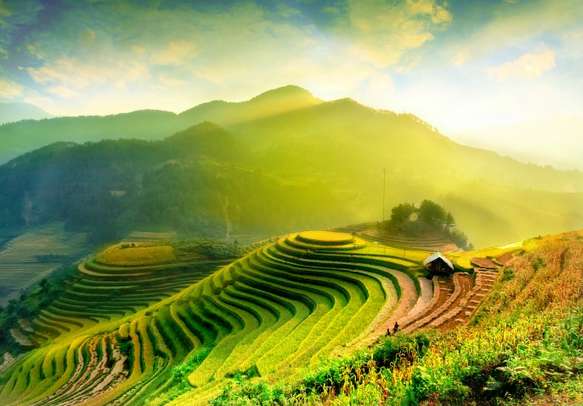 Terraced rice plantations in Vietnam
