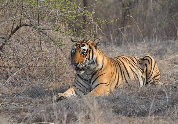 Explore the wilderness of Ranthambore National Park for its fascinating fauna
