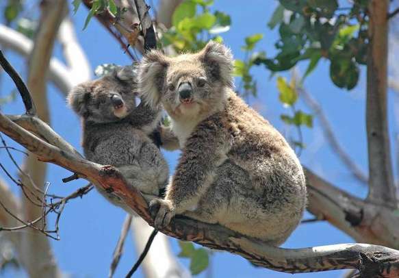 Have fun with Koalas at the Featherdale Wildlife Park