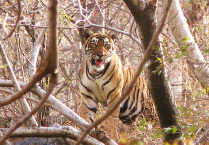 Adventurous Sariska Tour Package