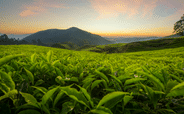 Lush green Kausani Tea estate