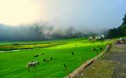 Green pastures of Khajjiar.	