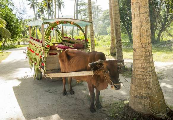 Ox cart for people transportation in La Digue Island.