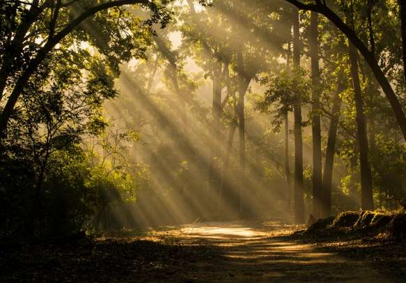 The unparalleled natural beauty in Jim Corbett National Park