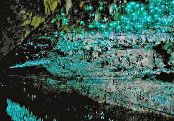Get the best views of the Waitomo caves on this New Zealand vacation.