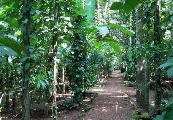 Take a stroll through the lush spice plantations of Goa