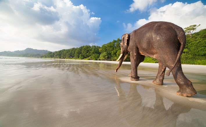 Andaman Tour Package From Indore