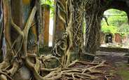Ruins of a building covered in roots at Ross Island in Andaman.
