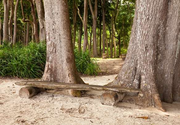 A rest bench made of driftwood at Radhanagar Beach in Andaman