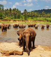 Stunning Sri Lanka Honeymoon Tour