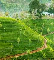 Enticing Sri Lanka Tour Package From Ahmedabad