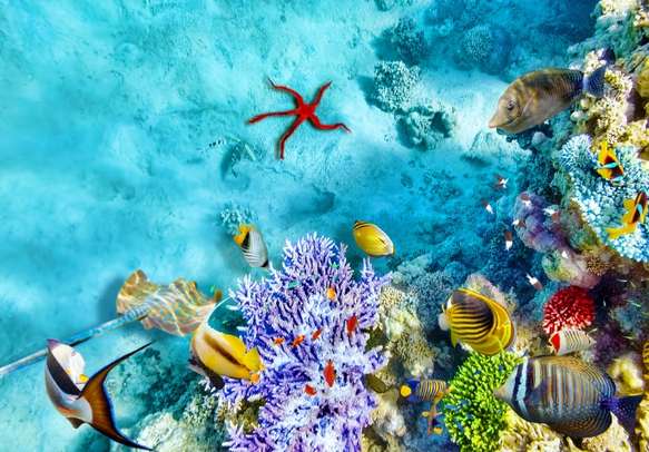 Enjoy the beautiful underwater world in Maldives with your family.