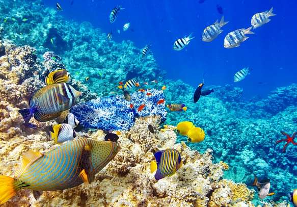 Explore the exotic marine life in Mauritius