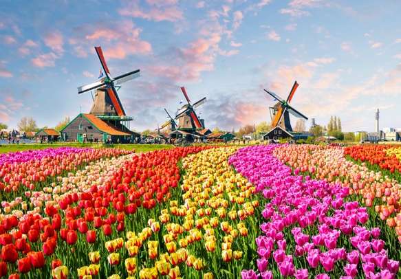 Make your day fragrant by visiting Zaanse Schans in Amsterdam