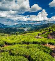 Beguiling Munnar Tour Packages From Mysore